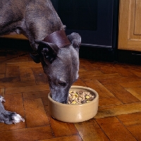 Picture of lurcher eating from food bowl