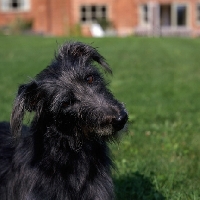 Picture of lurcher, fern, beseeching, portrait