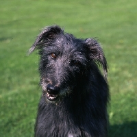 Picture of lurcher, fern, looking at camera questioningly