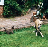Picture of lurcher frightened by a young kitten