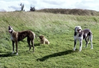 Picture of lurcher, greyhound and norfolk terrier on a walk
