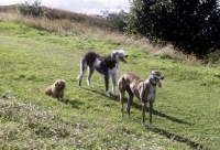 Picture of lurcher, greyhound and norfolk terrier on a walk