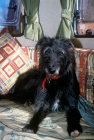 Picture of lurcher in a camper van