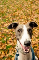 Picture of Lurcher in autumn