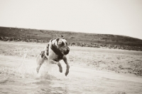 Picture of Lurcher in black and white