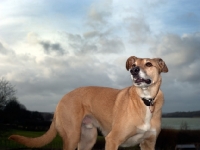 Picture of Lurcher in eveningtime