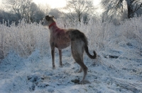 Picture of lurcher in frosty landscape, all photographer's profit from this image go to greyhound charities and rescue organisations