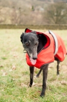 Picture of Lurcher in jacket