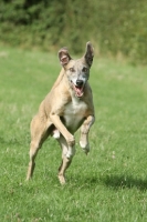 Picture of Lurcher in motion
