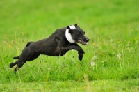 Picture of Lurcher in motion