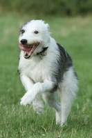 Picture of Lurcher in motion