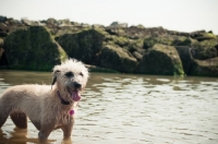 Picture of Lurcher in sea