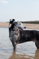 Picture of Lurcher in water