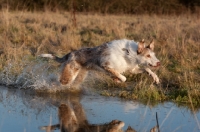 Picture of Lurcher in water