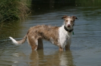 Picture of Lurcher in water