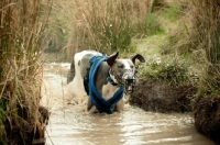 Picture of Lurcher in water