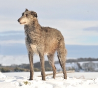 Picture of Lurcher in winter