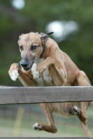 Picture of Lurcher jumping fence