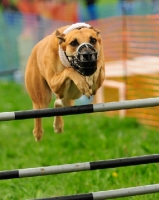 Picture of Lurcher jumping over fence