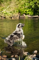 Picture of Lurcher jumping up in river