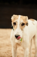 Picture of Lurcher licking lips