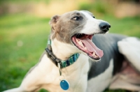 Picture of Lurcher, looking happy