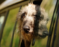 Picture of Lurcher looking out of car