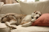 Picture of Lurcher lying back on couch
