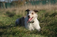 Picture of Lurcher lying down on grass