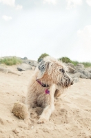 Picture of Lurcher lying down on sand