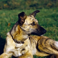 Picture of lurcher lying down 