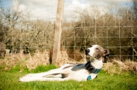 Picture of Lurcher lying down
