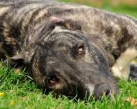 Picture of Lurcher lying in grass