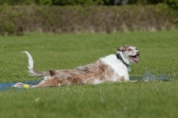 Picture of Lurcher lying in water