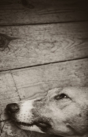 Picture of Lurcher lying on floor