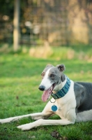 Picture of Lurcher lying on grass