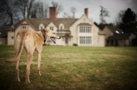Picture of Lurcher near cottage