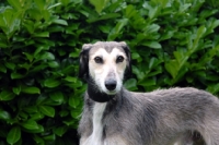 Picture of Lurcher near greenery, all photographer's profit from this image go to greyhound charities and rescue organisations