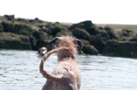 Picture of Lurcher near rocks