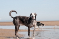 Picture of Lurcher near seaside