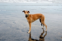 Picture of Lurcher on beach, all photographer's profit from this image go to greyhound charities and rescue organisations