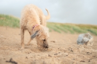 Picture of Lurcher on beach