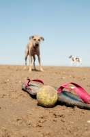 Picture of Lurcher on beach