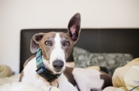 Picture of Lurcher on bed, one ear up