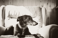 Picture of Lurcher on chair