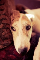 Picture of Lurcher on chair