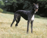 Picture of Lurcher on grass