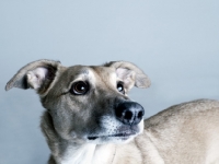 Picture of Lurcher on grey background