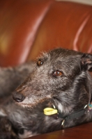 Picture of Lurcher on leather sofa