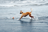 Picture of Lurcher on retrieving on beach, all photographer's profit from this image go to greyhound charities and rescue organisations